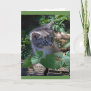 Carte Adorable Kitten Birthday Card