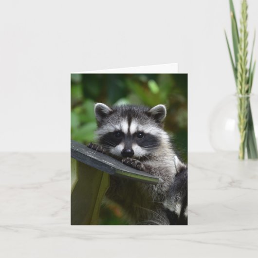 Carte adorable Raccoon Baby ! (Devant)