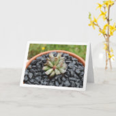 Carte Adromischus, plante grasse en pot (Fleur jaune)