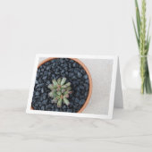 Carte Adromischus, Plante succulent à Pot (Devant)