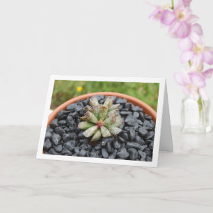 Carte Adromischus, Plante succulent en Pot