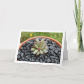 Carte Adromischus, Plante succulent en Pot (Devant)