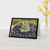 Carte Adromischus, Plante Succulente (Fleur jaune)