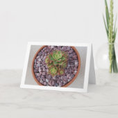 Carte Aeonium Haworth, Plante succulent de Haworth (Devant)