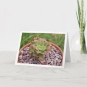 Carte Aeonium Haworthii, plante succulente de Haworth (Devant)