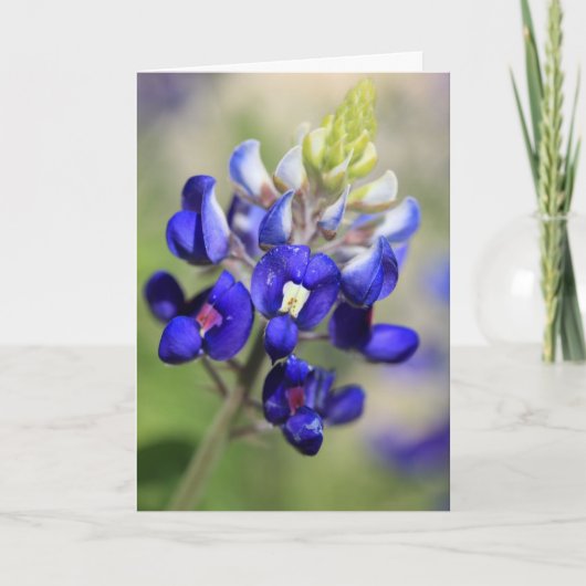Carte Affiche Bluebonnet du Texas (Devant)