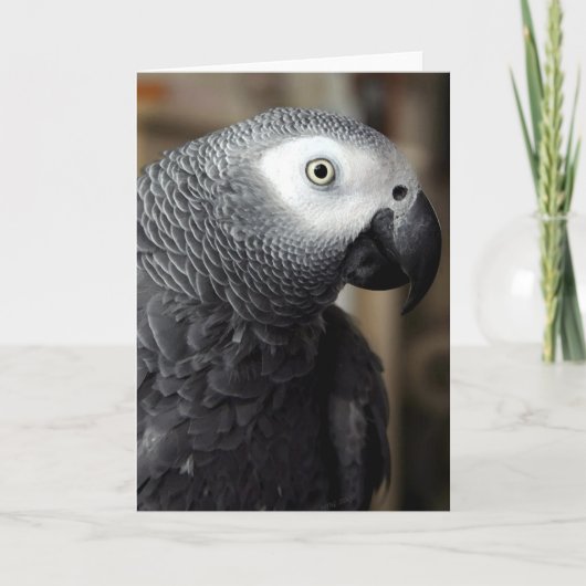 Carte African Grey Parrot Portrait Blank Greeting Card (Devant)