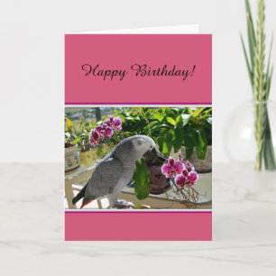 Carte African Grey Parrot with Orchids