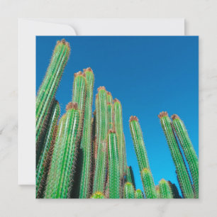 Carte Afrique Désert Paysage Nature Cactus Plantes