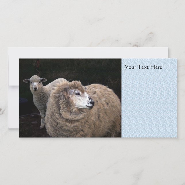 Carte Agneau et mouton (Devant)