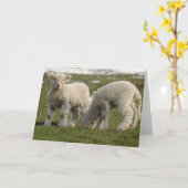 Carte Agneaux nouveau-nés (Fleur jaune)