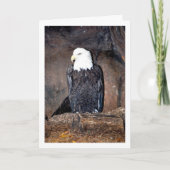 Carte Aigle américain dans le nid (Devant)