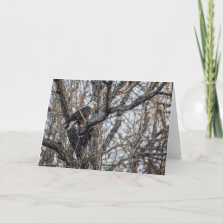 Carte Aigle de Bald à la chasse