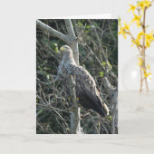 Carte Aigle de mer en Écosse (Fleur jaune)