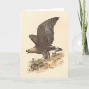 Carte Aigle d'or (Aquila chrysaetos) NY Bird Image