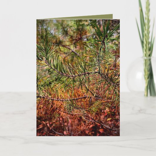 Carte Aiguilles de pin d'automne  (Devant)