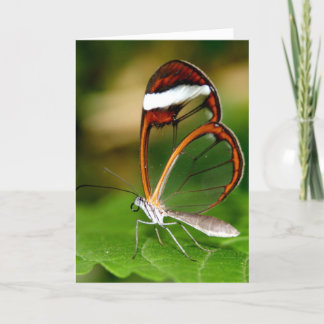 Carte Aile en verre