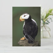 Carte Alaska Tampins (Debout devant)