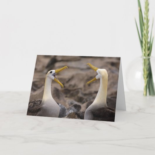Carte Albatros agités (Phoebastria irrorata) paire dans (Devant)