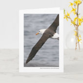 Carte albatros Noir-browed dans le passage de Drake (Fleur jaune)