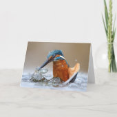 Carte Alcedo Atthis Kingfisher eau de chasse Luca Casale (Devant)