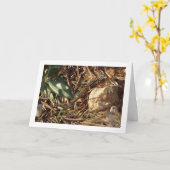 Carte Algérien Sand Racer, Psammodromus Algirus, Lizard (Fleur jaune)