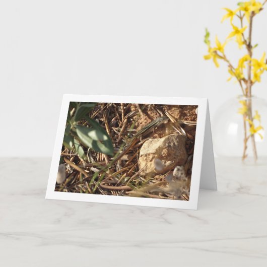 Carte Algérien Sand Racer, Psammodromus Algirus, Lizard (Fleur jaune)