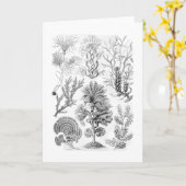 Carte Algues brunes (Fleur jaune)