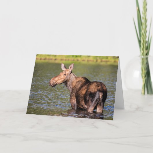 Carte Alimentation de l'orignal dans le parc national de (Devant)