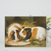 Carte Alimentation de porcs de Guinée (Debout devant)