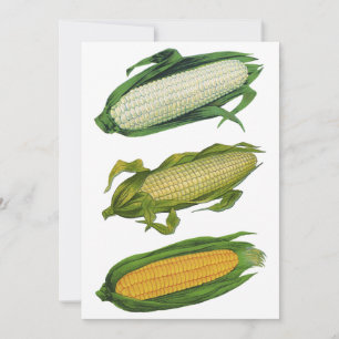 Carte Aliments anciens Légumes sains, Épi de maïs frais