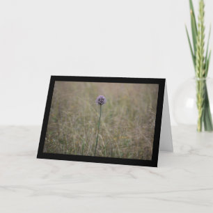 Carte Allium, Allium Ampeloprasum, Poireau Sauvage