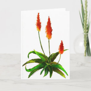 Carte Aloe aquarelle