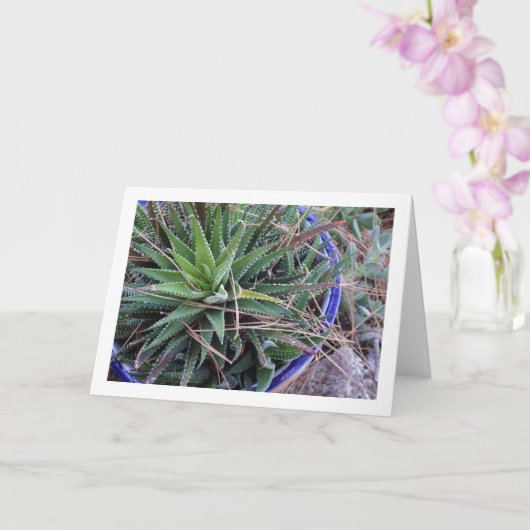 Carte Aloe Plante succulent en Pot (Orchidée)
