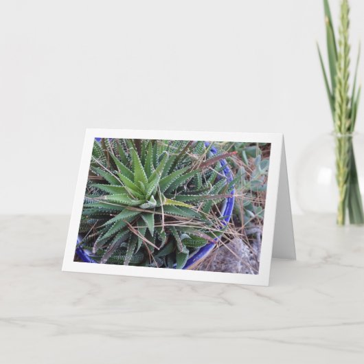 Carte Aloe Plante succulent en Pot (Devant)