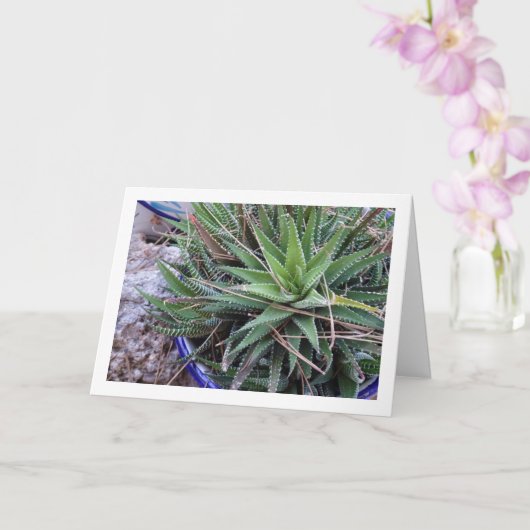 Carte Aloe Plante succulent en Pot (Orchidée)