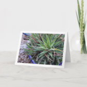 Carte Aloe Plante succulent en Pot (Devant)