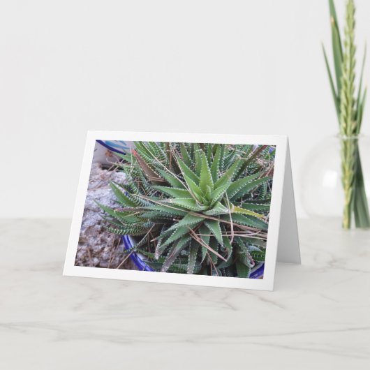 Carte Aloe Plante succulent en Pot (Devant)
