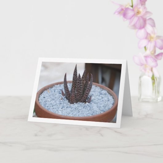 Carte Aloe Twilight Zone Plante Succulent (Orchidée)