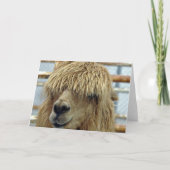 Carte Alpaca (Devant)
