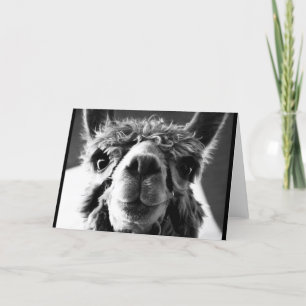 Carte Alpaca