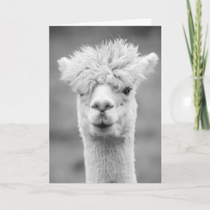 Carte Alpaca en noir et blanc, Anniversaire