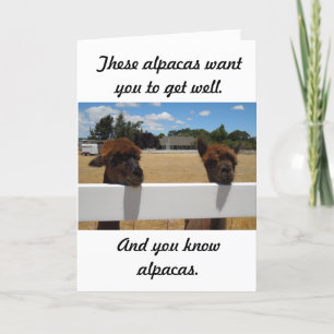 Carte Alpacas à Templeton, Californie