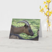 Carte Alpine goat note card (Fleur jaune)