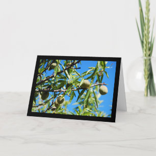 Carte Amandes dans le ciel bleu