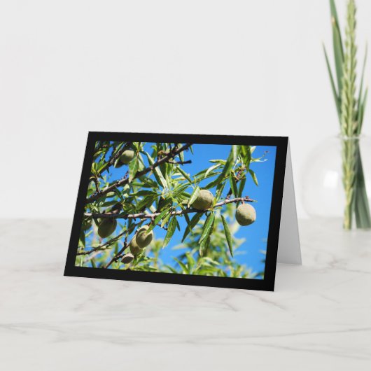 Carte Amandes dans le ciel bleu (Devant)