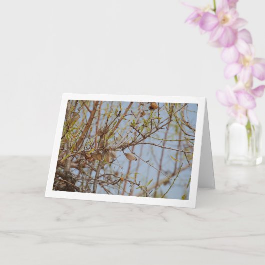 Carte Amandes sur Branche (Orchidée)