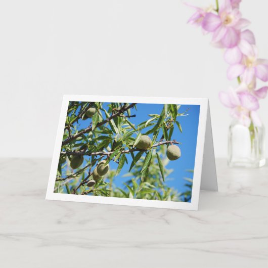 Carte Amandes sur branche d'arbre (Orchidée)