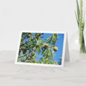 Carte Amandes sur branche d'arbre (Devant)
