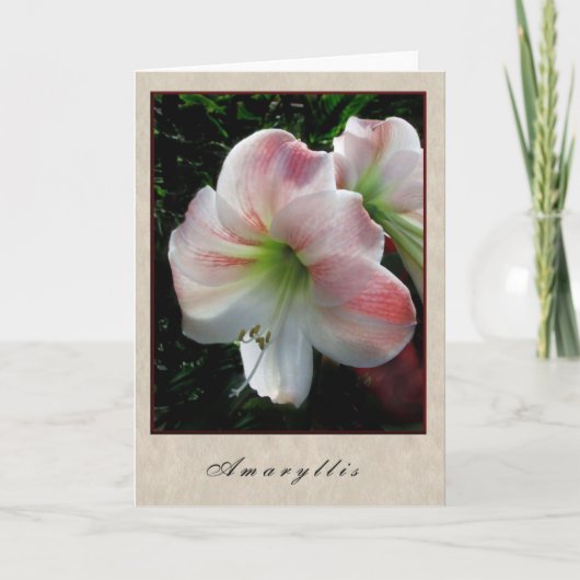 Carte Amaryllis (Devant)